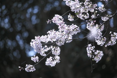 磯部の桜