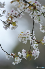 桜川の山桜
