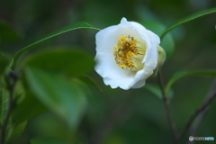 白い山茶花