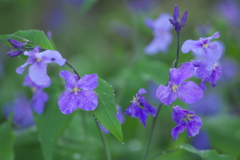 ダイコンの花