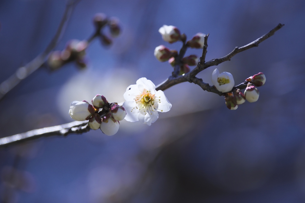 知名度の低い城址公園の白梅　Ⅲ