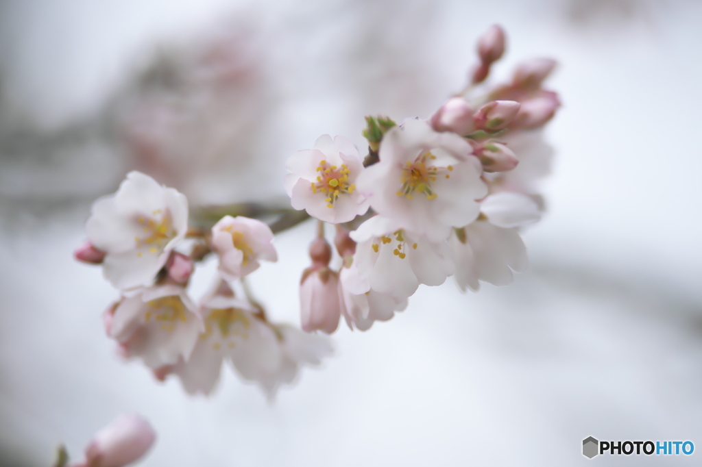 公園の桜