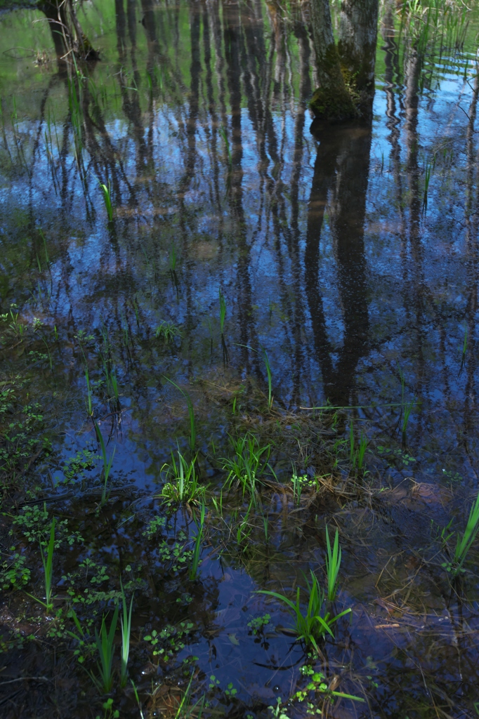 観音沼森林公園のフォトウォーキング　Ｃ