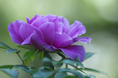 公園の牡丹　Ⅰ