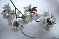 桜川の桜