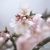 公園の桜