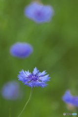 矢車草