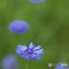 矢車草