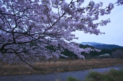 川沿いの桜