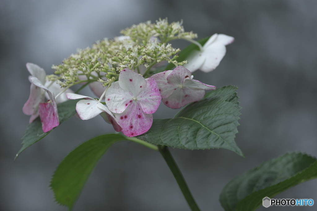 睡蓮と紫陽花　d