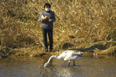 羽根を傷めた幼鳥
