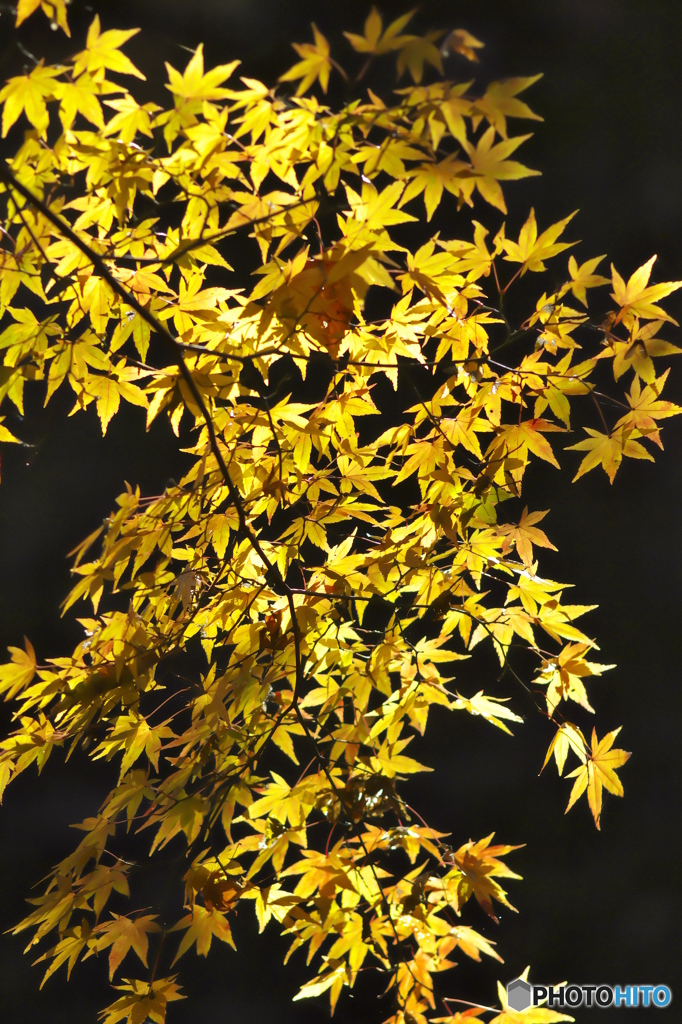 公園の紅葉