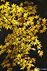 公園の紅葉