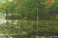 観音沼の秋 観音沼の秋