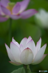 休耕田に咲く蓮　　ロ