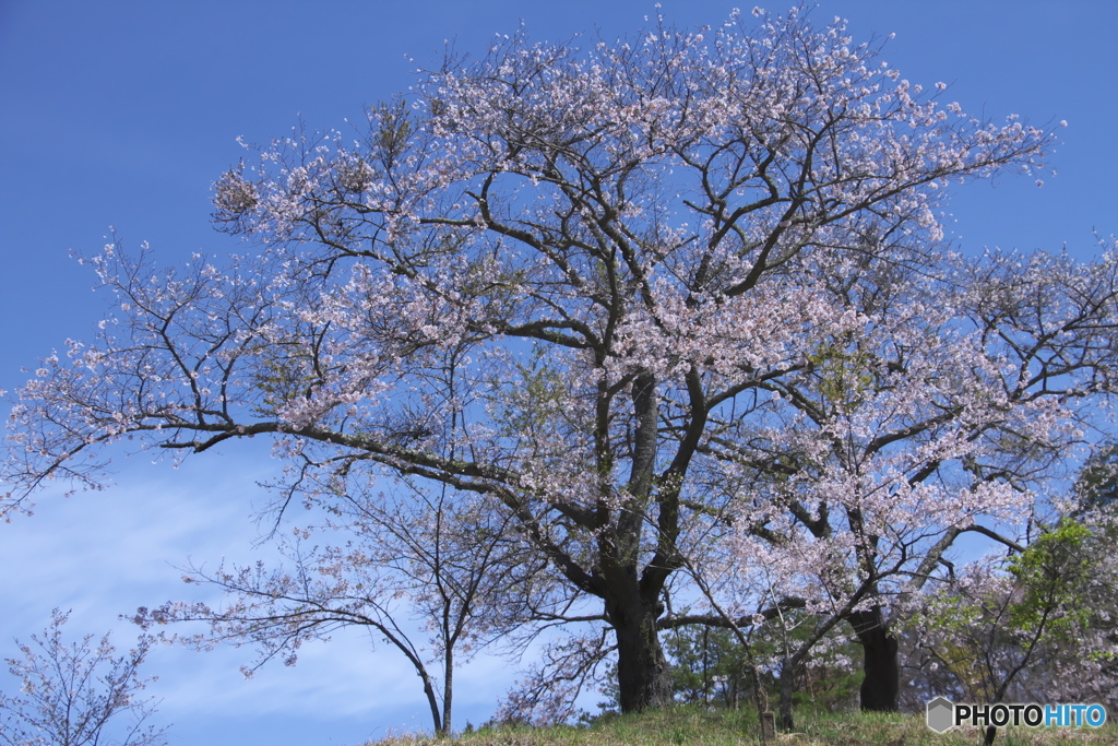 沓掛峠の山桜　　い