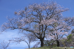 沓掛峠の山桜　　い