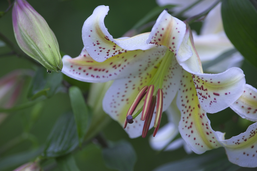 ８５㎜と３００㎜で撮ったヤマユリ　ニ