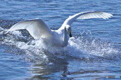 名残り惜しい白鳥達　(^^♪