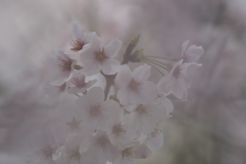 日陰の桜