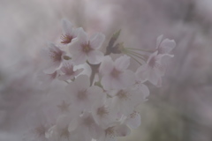 日陰の桜