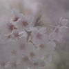 日陰の桜