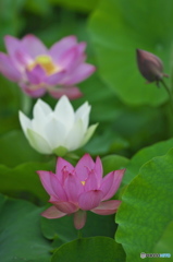 休耕田に咲く蓮　　は