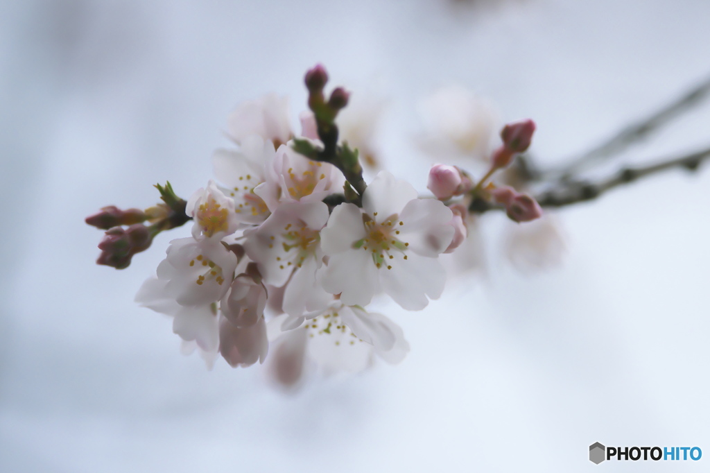 公園の桜