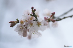 公園の桜