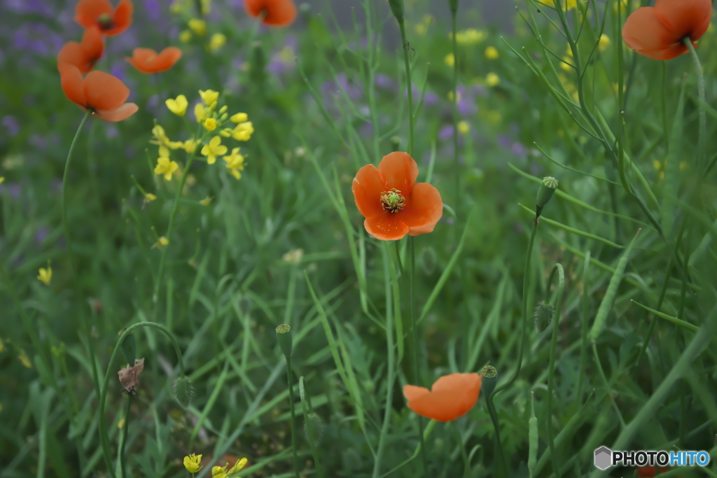 道ばたの花　　イ