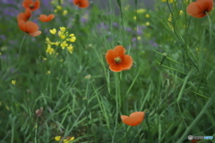 道ばたの花　　イ