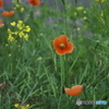 道ばたの花　　イ