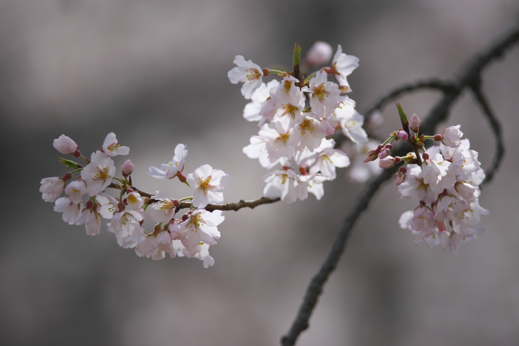 桜満開薄墨桜　四