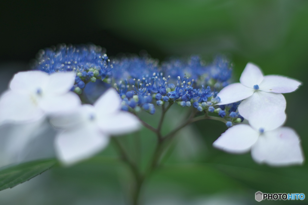 古いAFレンズで撮った紫陽花　Ⅲ