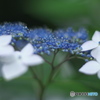 古いAFレンズで撮った紫陽花　Ⅲ