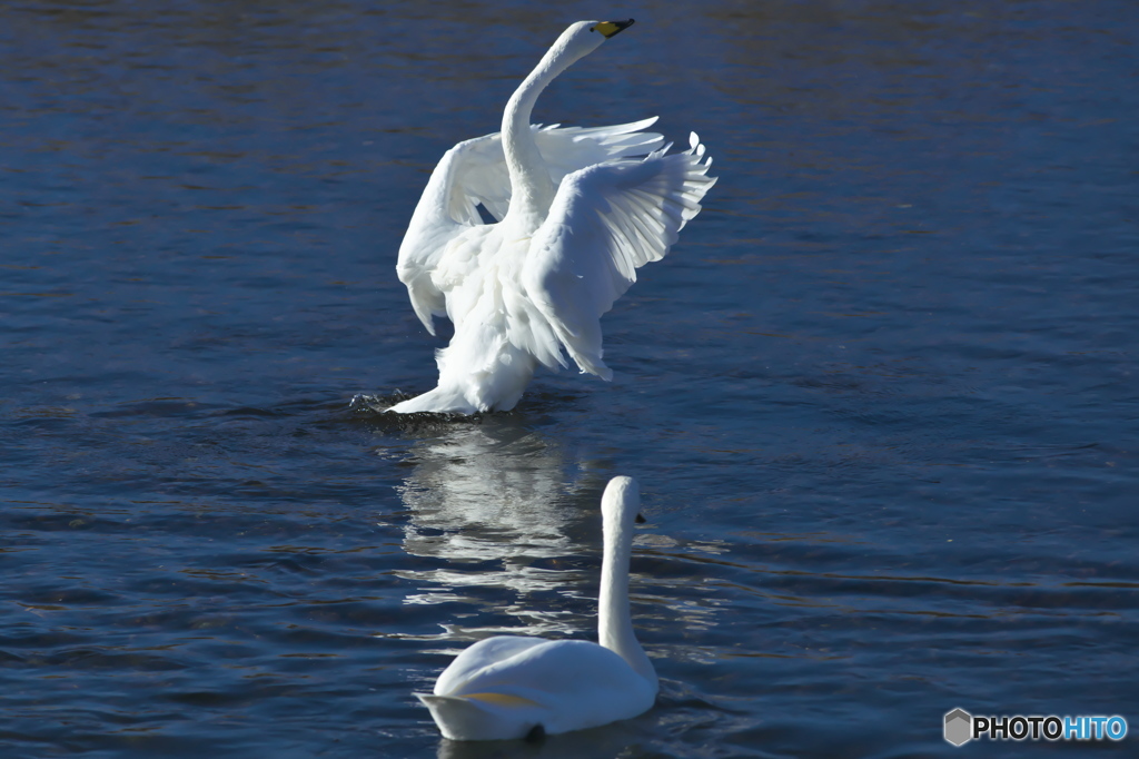 水の綺麗な清流の白鳥