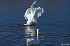 水の綺麗な清流の白鳥