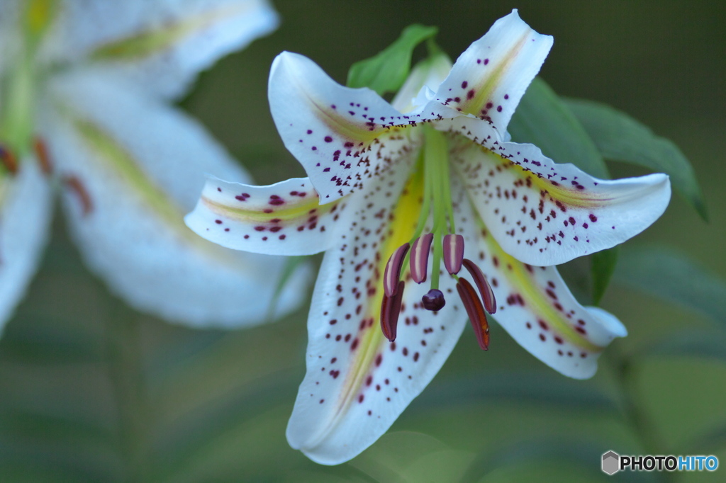 知人の庭に咲くヤマユリ　い