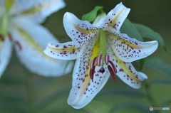 知人の庭に咲くヤマユリ　い