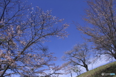 沓掛峠の山桜　　ろ