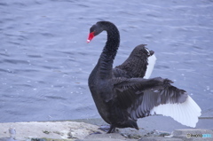 お洒落な黒鳥　(^^♪