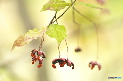 ツリバナ ♫ ツリバナ ♫