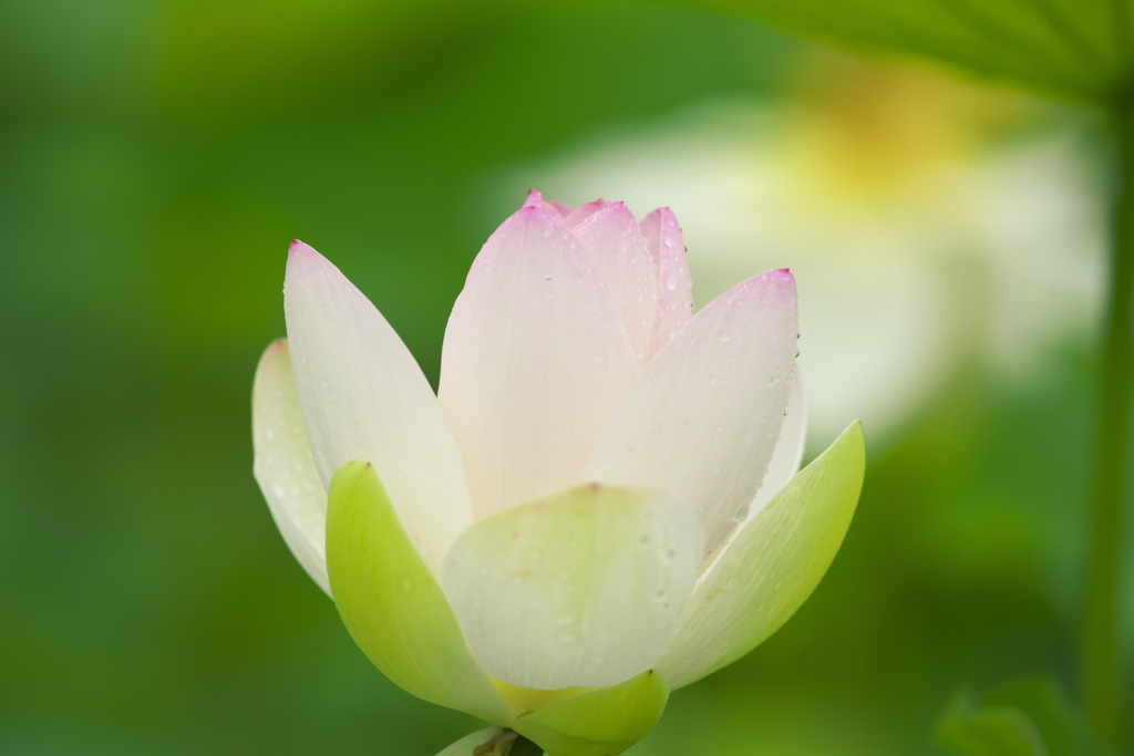 小雨の蓮　は