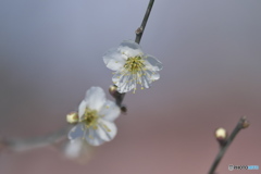 城址公園の白梅