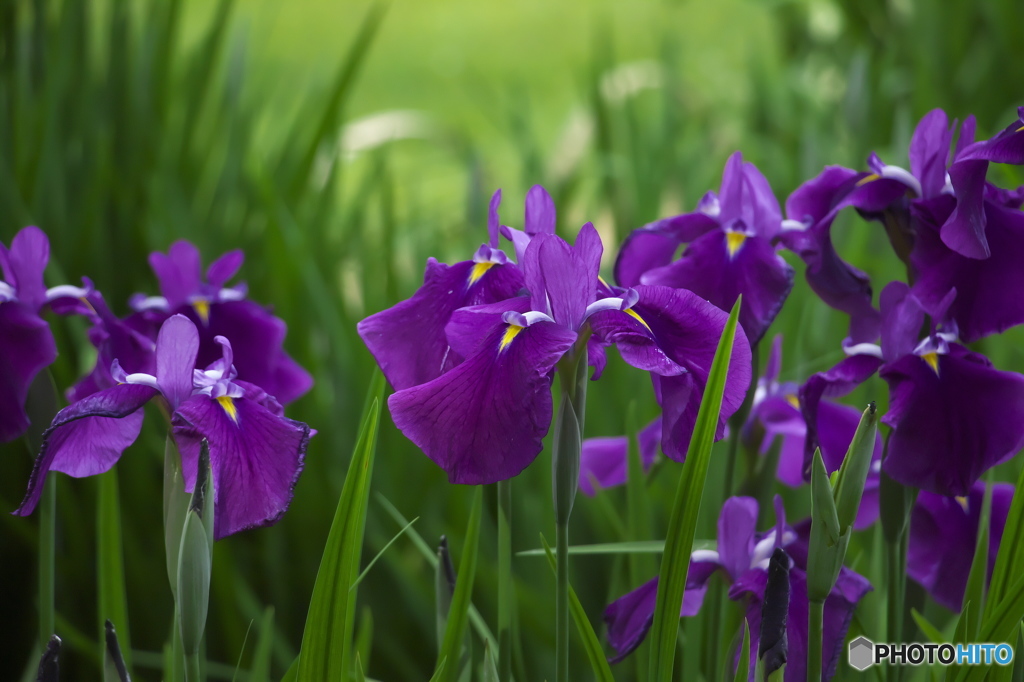 毛越寺のカキツバタ　　は