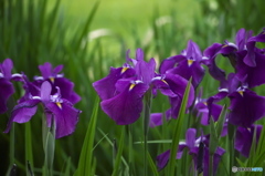 毛越寺のカキツバタ　　は