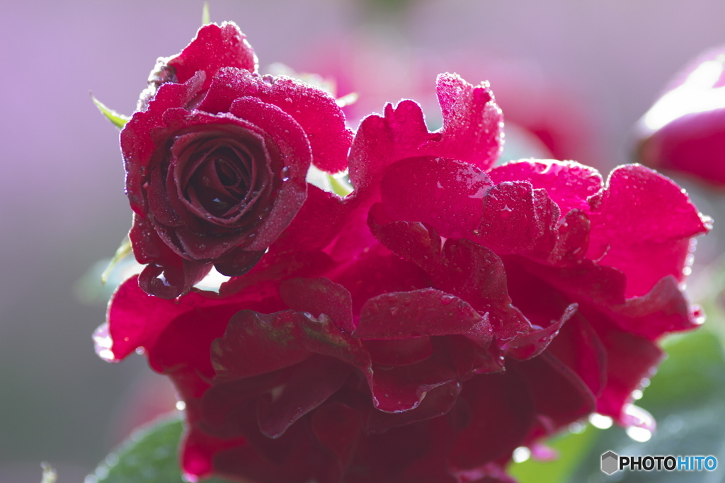 クリスマスに花を、、(^^♪