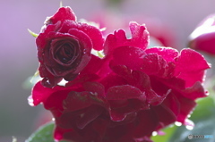 クリスマスに花を、、(^^♪