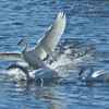 清流の白鳥