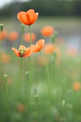 道端に咲くポピー　参